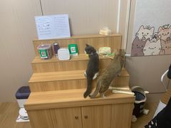 -唐小姐の私宠·宠物洗护美容·撸猫馆·购宠(周浦万达旗舰店)