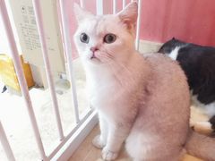 -猫爷宠物生活馆·撸猫馆