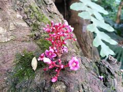 -广西壮族自治区药用植物园