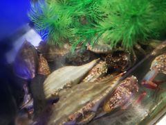 -V-ONE西雅图海鲜自助餐厅(仓山万达广场店)