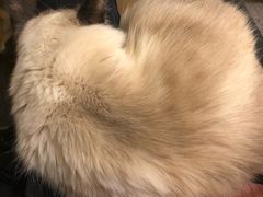 -猫色咖啡·猫咖