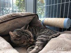 -猫的天空之城概念书店(北戴河蔚蓝海岸店)