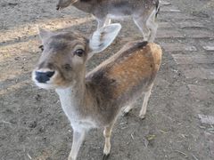 -北京麋鹿生态实验中心