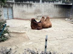 -成都动物园