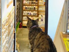 -猫的天空之城概念书店(苏州平江店)