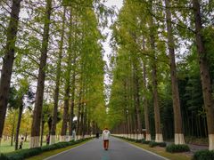 -黄海国家森林公园