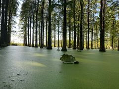 -渌洋湖湿地公园