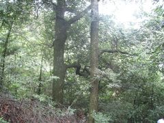 -祁门牯牛降观音堂风景区