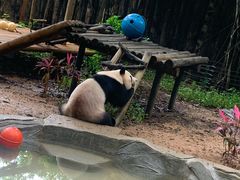 -深圳野生动物园