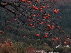 -塔川景区