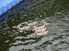 -上海怡沁园度假酒店
