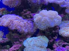 -江和美海洋公园