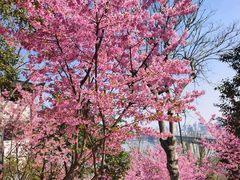 -龟山风景区-龟山电视塔