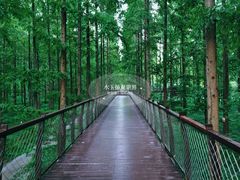 -黄海国家森林公园