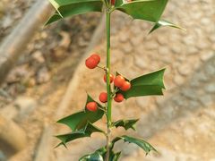 -上海佘山国家森林公园天马山园