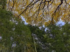 -秋霞圃