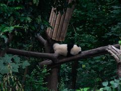 -成都大熊猫繁育研究基地
