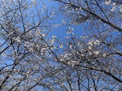 -天王浮山樱花园