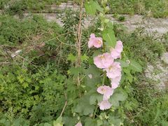 -黑龙江中医药大学