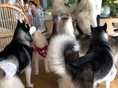 -Husky Go! 哈士奇体验馆·宠物咖啡厅狗咖
