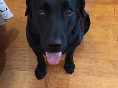 -欧奕国际动物医院