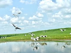 -黑龙江扎龙生态旅游区