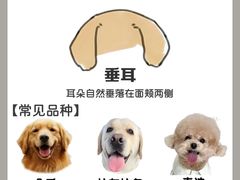 -守诺宠物医院·眼科· 神经外科·爬宠专科(虹口店)