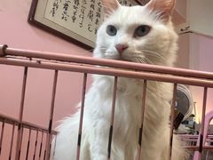 -我爱猫咪·猫咖·狗咖·安哥拉兔·羊驼咖(小寨华旗店)