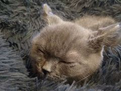 -猫咪咖啡店(新城大街店)