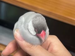 -吉丁鸟咖·异宠·寄养