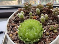 -上海首尔丽格医疗美容医院