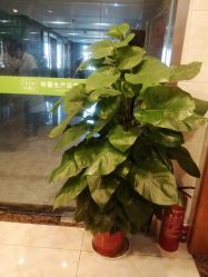 点击看大图 -Dr.林醫生产后修复·配方产康(南京江宁万达店)