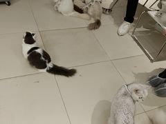 -怪兽屋·羊驼·猫咖·狗咖(俊华广场店)