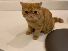 -飞行喵MR PILOT|猫舍·猫咖(静安大融城店)