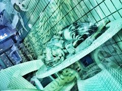 -瑞鹏宠物医院·微创内窥镜·骨外科·牙科(翠竹分院)