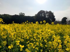 -明蜀王陵(地铁站)