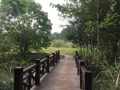 -桤木河湿地公园