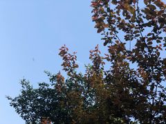 -重庆市江北嘴中央商务区中央公园