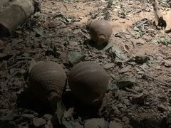-夜间野生动物园