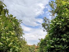 -昆明植物园