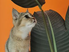 -三花喵·撸猫购宠·宠物生活馆(虹桥南丰城店)