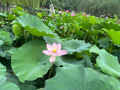 -莲花池公园