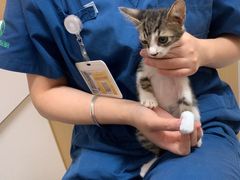 -瑞派康怡24h宠物医院·犬猫医疗中心·微创绝育(瑞景分院)