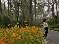 -合肥滨湖国家森林公园