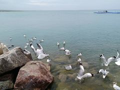 -青海湖国家重点风景名胜区
