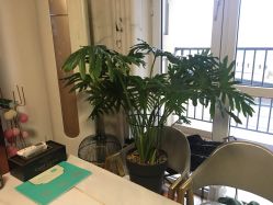 -盖氏丹辰·良咔瘦身·减脂塑形