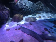 -暹罗海洋世界