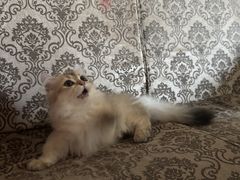 -麒麟缅因猫舍·十五年缅因猫选购中心