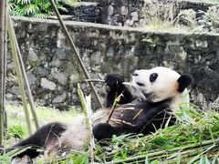 -都江堰中华大熊猫苑