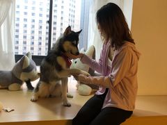 -Husky Go! 哈士奇体验馆·宠物咖啡厅狗咖